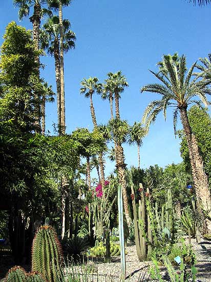 Le jardin Majorelle, jardin exotique où foisonnent yuccas, papyrus, palmiers,